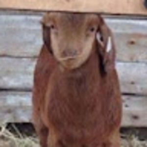 Meet your Posher, Maddie